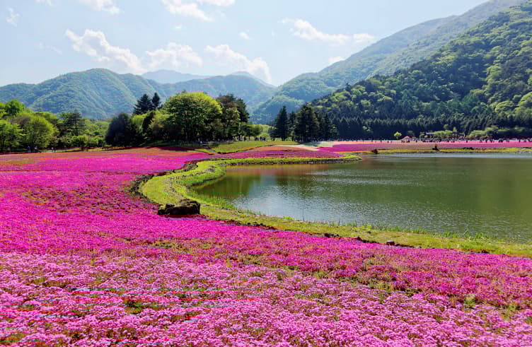 ชิบะซากุระฟูจิ