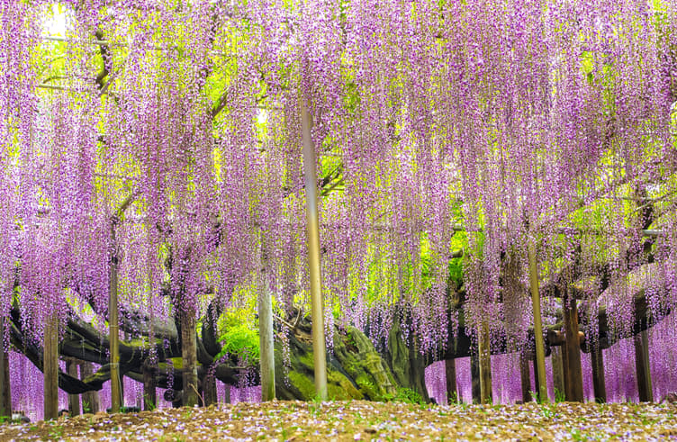 สวนอะชิคางะ