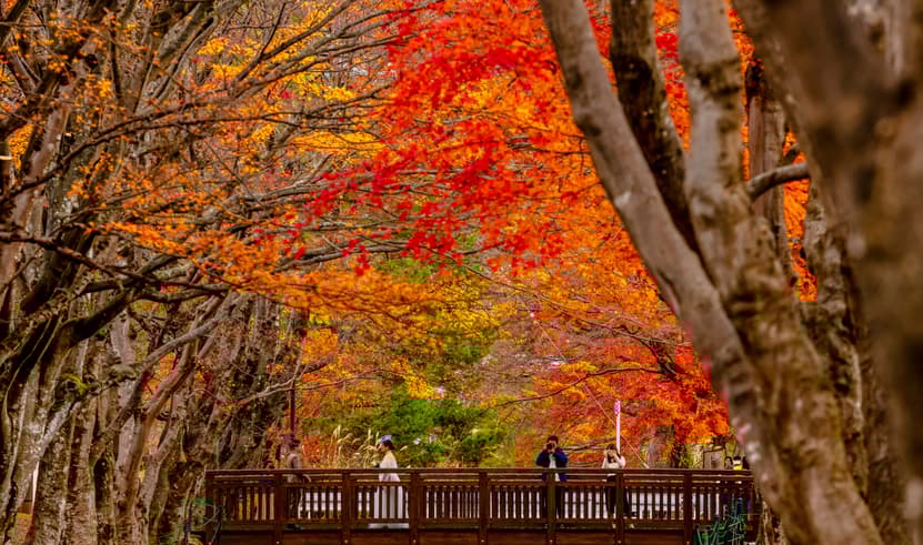 TOKYO KAMAKURA HAKONE FUJI 5D 3N BY XJ -- OCT - DEC'25 -- ซุปตาร์...ลาลาล่องใบไม้เปลี่ยนสี แอบชิลล์วิวทะเล
