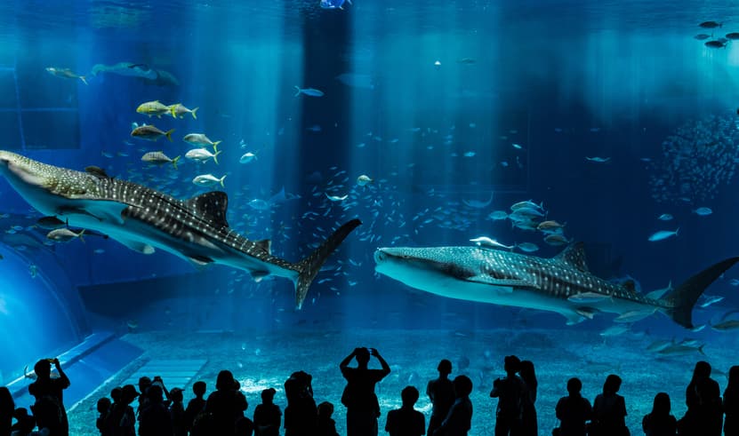 ทัวร์ญี่ปุ่น โอกินาว่า 4 วัน 3 คืน FD031 พิพิธภัณฑ์สัตว์น้ำชุราอูมิ โอกินาว่าเวิลด์ บิน FD (DMK)