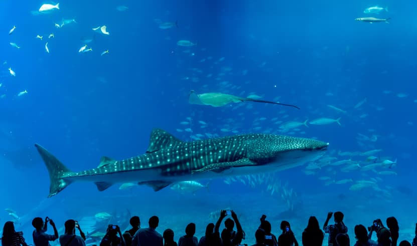 ทัวร์ญี่ปุ่น โอกินาว่า 4 วัน 3 คืน FD034 พิพิธภัณฑ์สัตว์น้ำชุราอูมิ ผามันซาโมะ บิน FD