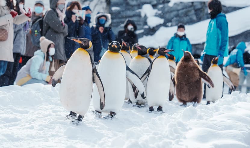 ทัวร์ญี่ปุ่น ฮอกไกโด 6 วัน 4 คืน BT-CTS_W04_XJ สวนสัตว์อาซาฮิยามา คลองโอตารุ บิน XJ (DMK)