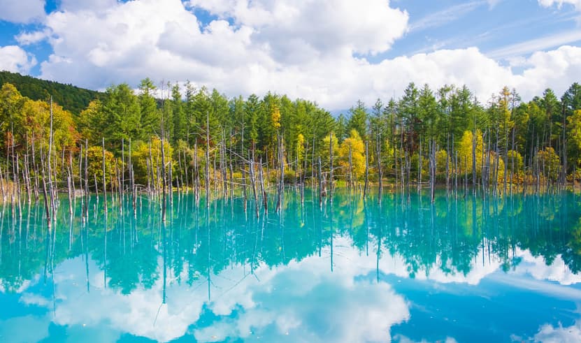 GO2CTS-TG042 HOKKAIDO OBIHIRO TOKACHI ONSEN AUTUMN 6D 4N โดยสายการบินไทย [TG]