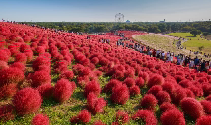 GO2NRT-XJ043 TOKYO FUJI RED KOCHIA FREEDAY 6D 4N  โดยสายการบินไทยแอร์เอเชีย เอ็กซ์ [XJ]