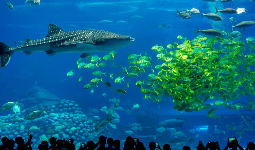 GO1MFM-NX017 มาเก๊า จูไห่ สวนสนุก Chimelong Ocean Kingdom ดูฉลามวาฬยักษ์ ส่องน้องหมีขั้วโลก ชมโชว์วาฬเบลูก้า 3 วัน 2 คืน *ไม่ลงร้าน* โดยสายการบิน AIR MACAU (NX)
