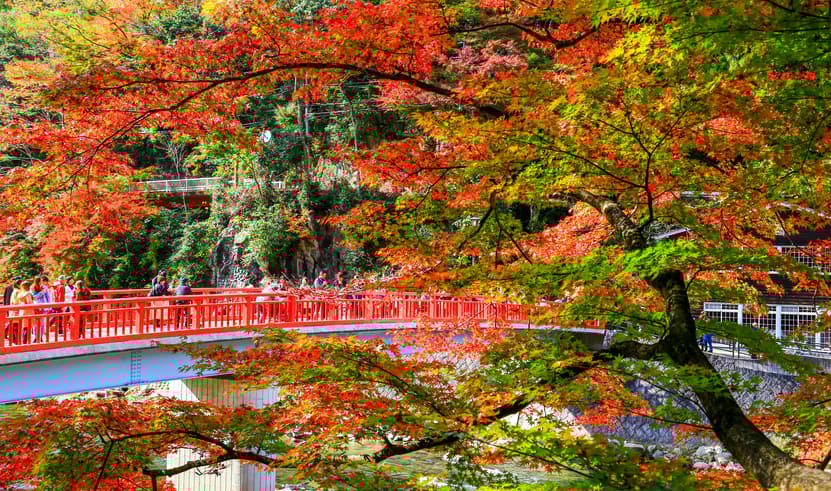 KORANKEI OBARA SAKURA & AUTUMN LEAVE 6D 4N 