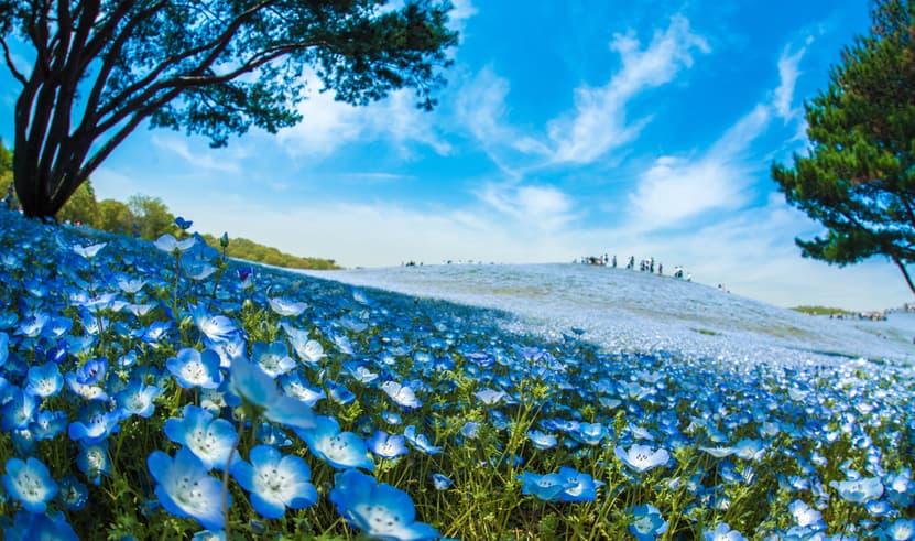 ทัวร์โตเกียว โตเกียว 5วัน 4 คืน ZGHND-2610NH วัดอาซากุสะ ถนนนาคามิเซ ช้อปปิ้งชินจูกุ ศาลเจ้าโคมิตาเคะ บิน NH (BKK) 