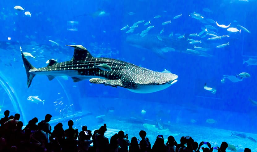 ทัวร์ญี่ปุ่น โอกินาว่า 5 วัน 4 คืน FD037 ศาลเจ้านามิโนะอุเอะ โอกินาว่าเวิลด์ ถ้ำธารมรกตเกียวคุเซ็นโด สวนพฤกษศาสตร์ตะวันออกเฉียงใต้ บิน FD (DMK)