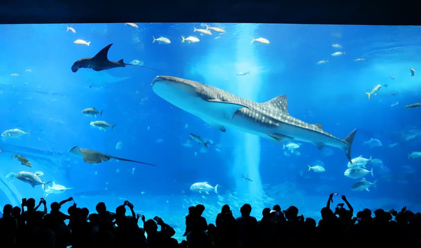 ทัวร์ญี่ปุ่น โอกินาว่า 5 วัน 4 คืน FD037 ศาลเจ้านามิโนะอุเอะ โอกินาว่าเวิลด์ ถ้ำธารมรกตเกียวคุเซ็นโด สวนพฤกษศาสตร์ตะวันออกเฉียงใต้ บิน FD (DMK)