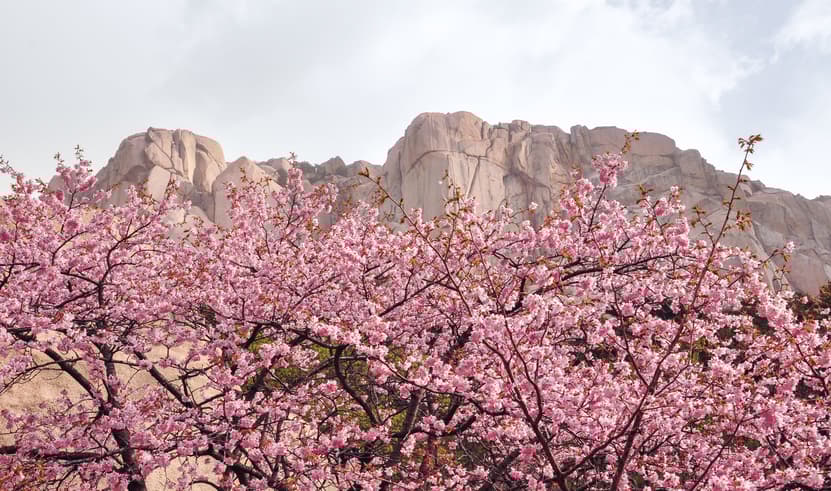 ทัวร์เกาหลี โซล 5 วัน 3 คืน WEKR-CNXSSB2026เ กาะนามิ เอเวอร์แลนด์ธีมปาร์ค ร่วมเทศกาลดอกพ็อดกดบาน ที่ซอรัค และเอเวอร์แลนด์ บิน 7C (CNX)