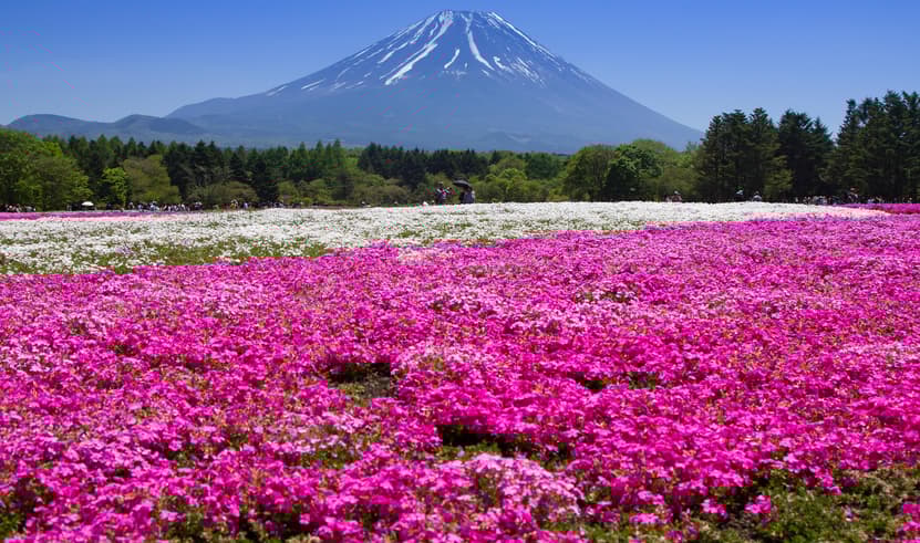 ทัวร์ญี่ปุ่น โตเกียว 6 วัน 3 คืน GO2HND-TG044 วัดโคโตคุอิน หอระฆังโทคิโนะคาเนะ สวนดอกไม้อาชิคาเงะ ห้างไดเวอร์ซิตี้ บืน TG (BKK)