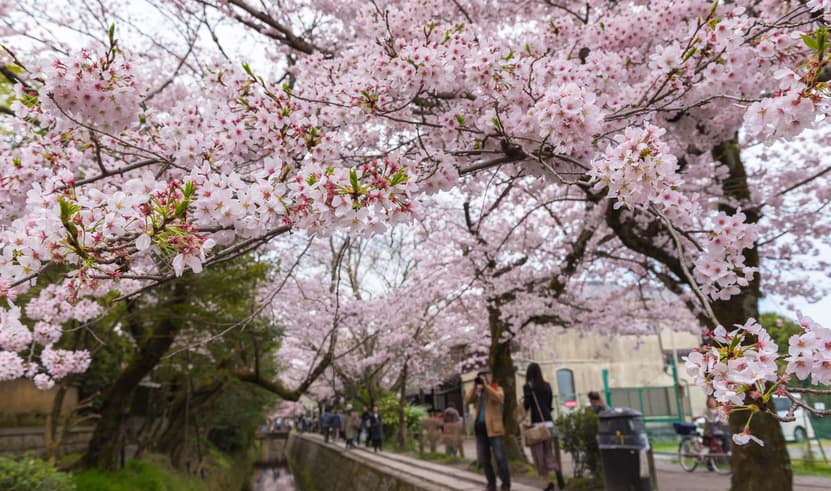 ทัวร์ญี่ปุ่น โตเกียว 6 วัน 4 คืน GO2HND-TG042 วัดโคโตคุอิน วัดกินคะคุจิ ถนนสายนักปราชญ์ Freeday บิน TG (BKK)