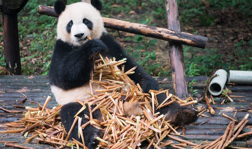 ทัวร์จีน เฉิงตู 6 วัน 5 คืน PCN-TFU12A-EU ภูเขาสี่ดรุณี ศูนย์อนุรักษ์หมีแพนด้า อุทยานจิ่วจ้ายโกวเต็มวัน ไท่กู่หลี่ บิน EU (BKK)