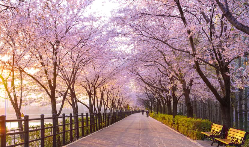 ทัวร์เกาหลี โซล 5 วัน 3 คืน WEKR-GBB2026 เอเวอร์แลนด์ธีมปาร์ค วัดวาวูจองซา พระราชวังชางด็อกกุง สวนป่าแห่งโซล บิน OZ (BKK)