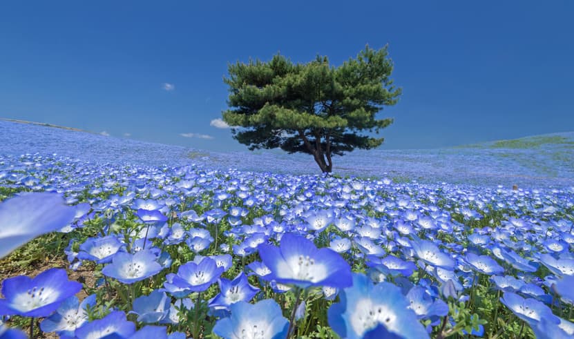 ทัวร์ญี่ปุ่น โตเกียว 6 วัน 4 คืน วัดอาซากุสะ หมู่บ้านโอชิโนะฮัคไค สวนฮิตาชิ ซีไซด์ ปาร์ค สวนโชวะคิเนน บิน NH (BKK)