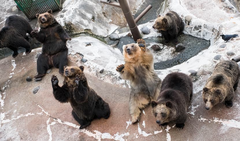 ทัวร์ญี่ปุ่น ฮอกไกโด 6 วัน 4 คืน BT-CTS_W06_XJ ศูนย์อนุรักษ์พันธุ์หมีสีน้ำตาล โรงงานช็อกโกแลต  ชิโรอิ โคอิบิโตะ เทศกาลประดับไฟโทยะ บิน XJ (DMK)