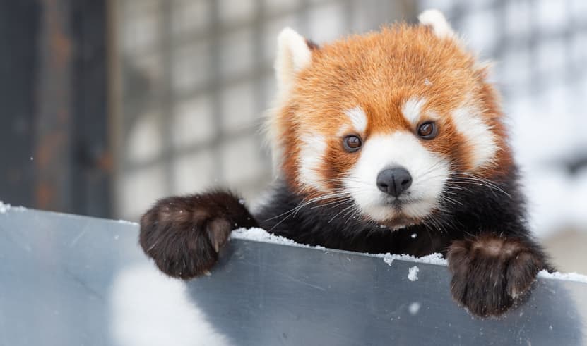 ทัวร์ ญี่ปุ่น 5 วัน 3 คืน JXJ2633 สัตว์อาซาฮิยาม่า หมู่บ้านราเมนอาซาฮิคาว่า Otokoyama Sake Brewery Museum บิน XJ (DMK)