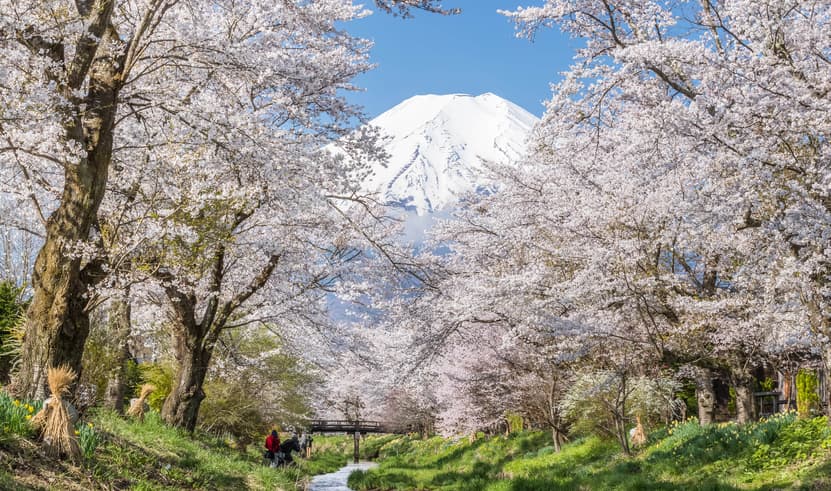 ทัวร์ญี่ปุ่น โตเกียว 5 วัน 3 คืน VZ012 วัดอาซากุสะ งานประดับไฟซากะมิโกะ สวนสาธารณะโออิชิ ศาลเจ้ายาสุคุน บิน VZ (BKK)