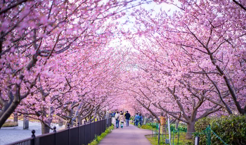 ทัวร์ญี่ปุ่น โตเกียว 5 วัน 3 คืน JXJ233X ตลาดปลา ฟูจิเท็นสโนว์รีสอร์ ย่านชินจูกุ สวนโออิชิปาร์ค บิน XJ (DMK)