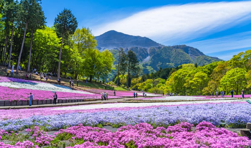 ทัวร์ญี้ปุ่น โตเกียว 8 วัน 5 คืน SHSQNGO9 วัดโกเคไซอัน สวนฮานาโมโมะ ชิราคาวาโกะ ล่องเรือมัตสึคาวะ บิน SQ (BKK)