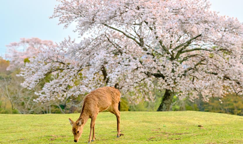 ทัวร์ญี่ป่น โอซาก็า เกียวโต 5 วัน 3 คืน KIX_S02_XJ ปราสาทโอซาก้า สวนสาธารณะนารา วัดสึโบซากะเดระ ถนนสายนักปราชญ์ บิน XJ (DMK)