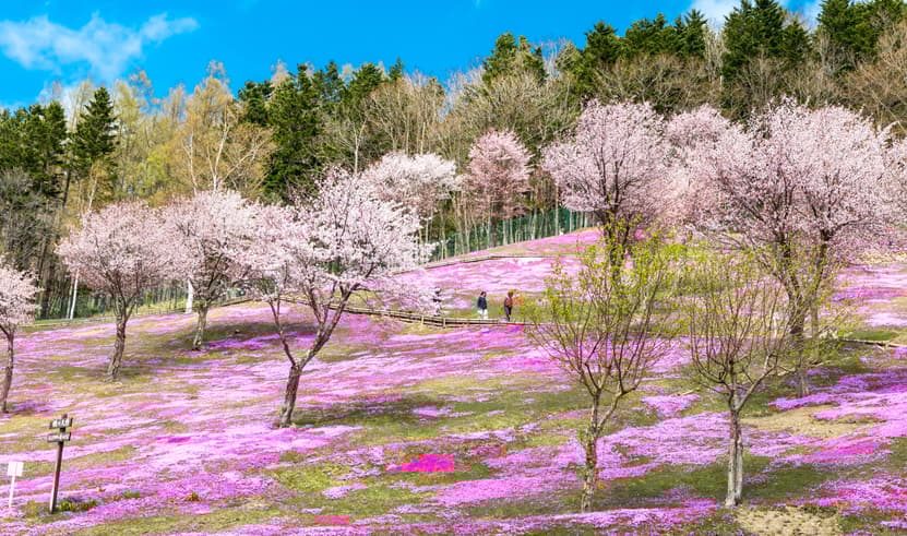 ทัวร์ญี่ปุ่น โตเกียว 6 วัน 3 คืน ZGHND-2614NH วัดอาซากุสะ คาวาโกเอะ ถนนคุระซึคุริ หอนาฬิกาโทคิโนะคาเนะ บิน  NH (BKK)