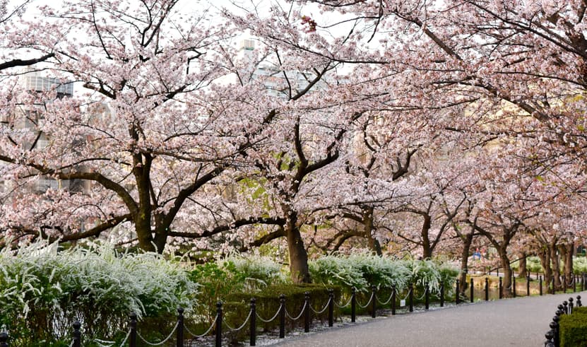 ทัวร์ญี่ปุ่น โตเกียว 5 วัน 3 คืน NRT62 สวนกองเก็นโดโคเอ็น คาวาโกเอะ สวนอูเอโนะ ย่านช้อปปิ้งชินจูกุ บิน XJ (DMK)