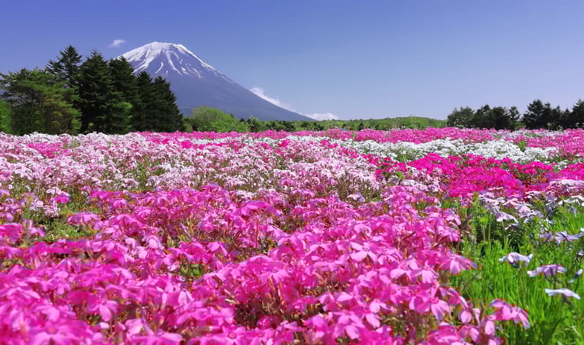 ทัวร์ญี่ปุ่น นาโกย่า 7 วัน 4 คืน GO2NGO-TG073 กำแพงหิมะ เขื่อนคุโรเบะ Pinkmoss วัดเซ็นโคจิ บิน TG (BKK)