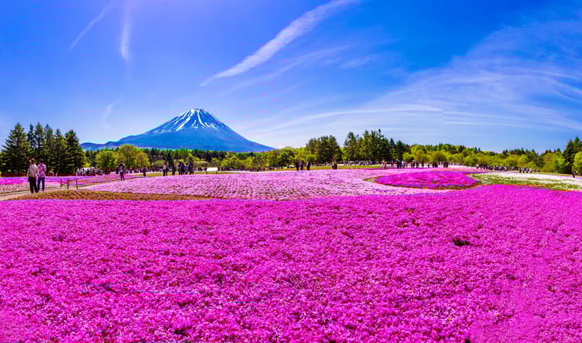 ทัวร์ญี่ปุ่น โตเกียว นาโกย่า 6 วัน 4 คืน JPL-NGO-08 ซากุระปราสาททาคาทาโตะ สวนดอกไม้นานาชนิดฟุนางาวะ ล่องเรือชมซากุระแม่น้ำมัตสึคาวะ บิน TG (BKK)