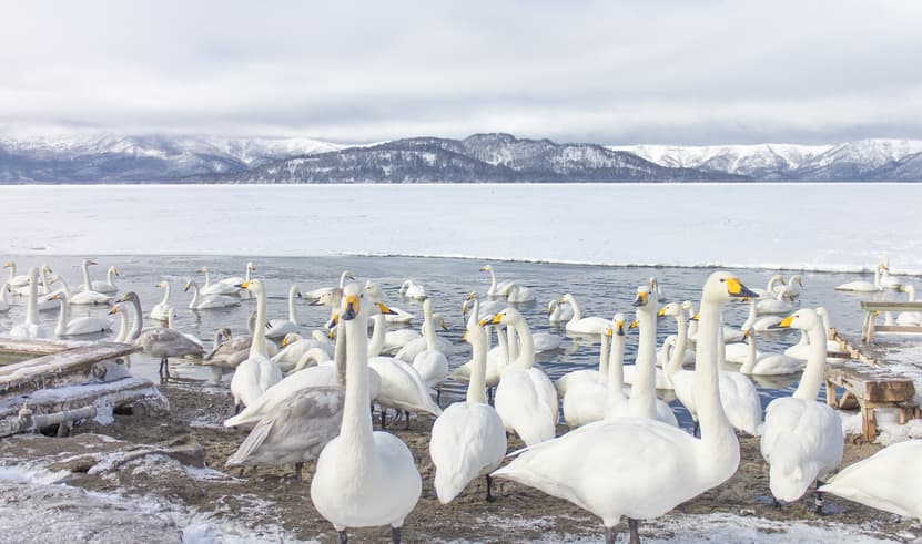 ทัวร์ญี่ปุ่น ฮอกไกโด 6 วัน 4 คืน GK4312XJ ตลาดปลาคุชิโระ หมู่บ้านชนเผ่าไอนุ สวนชิคิไซโนะไอกะ สวนสัตว์อาซาฮิยาม่า บิน XJ (DMK)