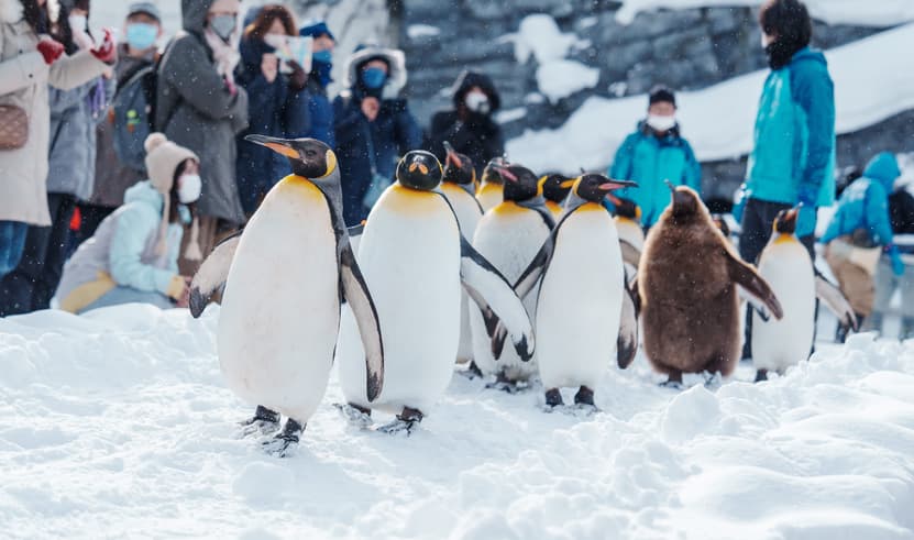 ทัวร์ญี่ปุ่น ฮอกไกโด 6 วัน 4 คืน GK4416XJ นิงเกิ้ลเทอเรส น้ำตกชิราฮิเกะ สวนสัตว์อาซาฮิยามะ ถนนชาไกมาจิ (หิมะ) บิน XJ (DMK)