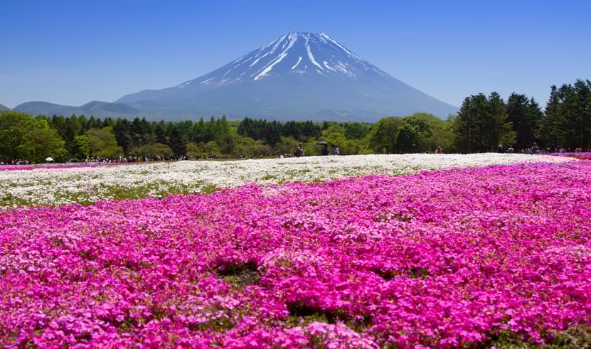 ทัวร์ญี่ปุ่น โตเกียว 5 วัน 3 คืน BT-NRT_S07_XJ พงค์มอส วัดอาซากุสะ โอชิโนะฮัคไค ชินจูกุ บิน XJ (DMK)