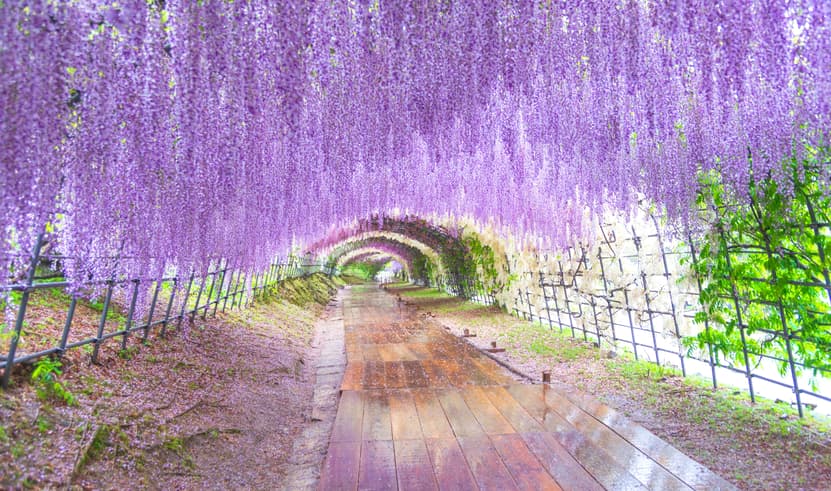 ทัวร์ญี่ปุ่น ฟุกุโอกะ 5 วัน 3 คืน ZGFUK-2607VZ หมู่บ้านยูฟุอิน วัดนันโซอิน วิสทีเรีย ทะเลสาบคินริน บิน VZ (BKK)