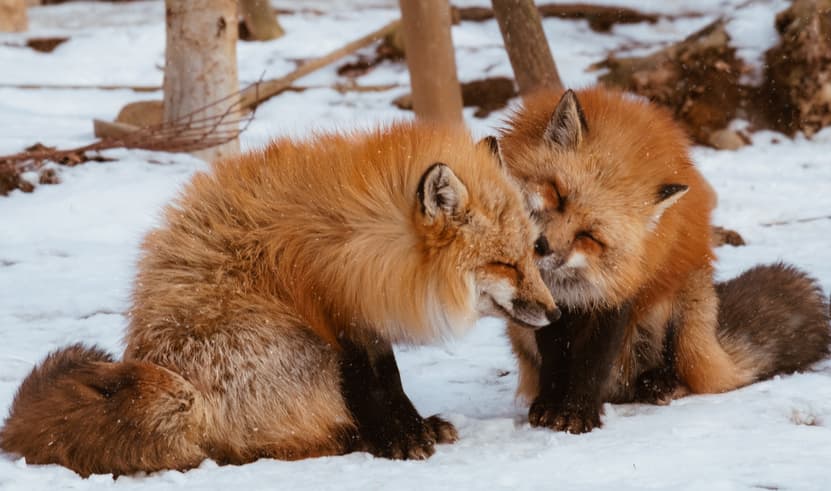 ทัวร์ญี่ปุ่น เซนได 6 วัน 4 คืน XJ347 หมู่บ้านจิ้งจอก หมู่บ้านโออุจิ จูคุ ซากปราสาทอาโอบะ ถนนคลิสโรด (หิมะ) บิน XJ (DMK)