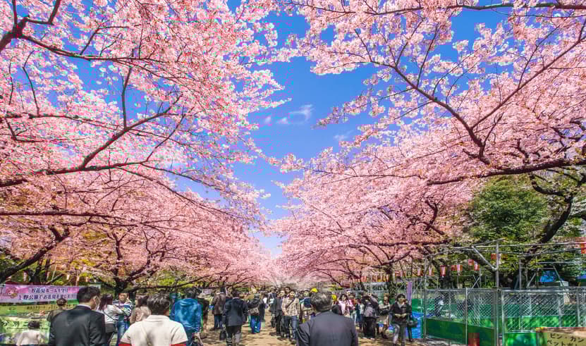 ทัวร์ญี่ปุ่น โตเกียว 6 วัน 4 คืน ZGHND-2620NH สวนอุเอโนะ ถนนนาคามิเซ หมู่บ้านโอชิโนะ ฮัคไค ศาลเจ้าโคมิตาเคะ บิน NH (BKK)