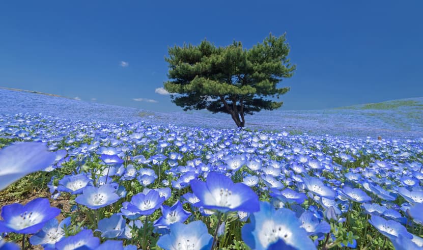 ทัวร์ญี่ปุ่น โตเกียว 6 วัน 3 คืน ZGHND-2619NH อิตาชิ ซีไซค์พาร์ค โอชิโนะฮัคไค ชินจูกุ พระใหญ่อุชิคุ ไดบุตสึ บิน NH (BKK)