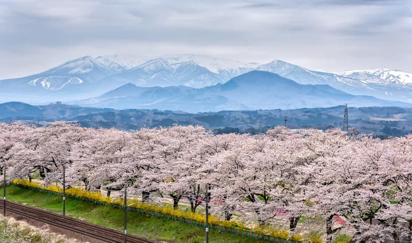 ทัวร์ญี่ปุ่น เซนได 6 วัน 4 คืน GO2SDJ-XJ007 วัดซูซอนจิ หมู่บ้านซามูไร ล่องเรืออ่าวมัตสึชิมะชมซากุระพันต้น ฮิโตะเมะ เซ็มบงซากุระ (ซากุระ) บิน XJ (DMK)