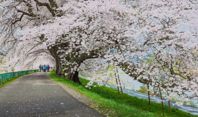 ทัวร์ญี่ปุ่น เซนได 5 วัน 3 คืน GO2SDJ-XJ008 ชมซากุระรอบ ปราสาทสึรุกะ ชมซากุระ สวนสาธารณะไคเซซังเอ็น จุดชมซากุระพันต้น ฮิโตะเมะ เซ็มบงซากุระ  (ซากุระ) บิน XJ (DMK)