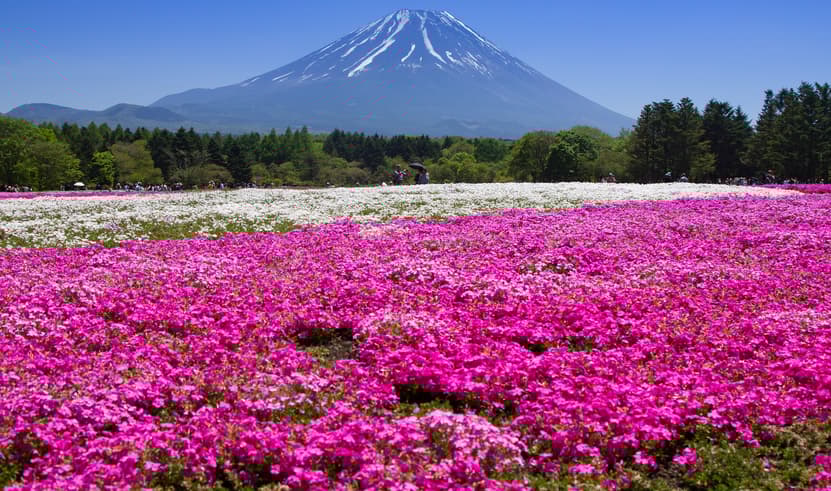 ทัวร์ญี่ปุ่น โตเกียว 5 วัน 3 คืน JVZ281  PINKMOSS ล่องเรือโจรสลัดชมทะเลสาบอาชิ หุบเขาโอวาคุดานิ ย่านชินจูกุ บิน XJ (BKK)