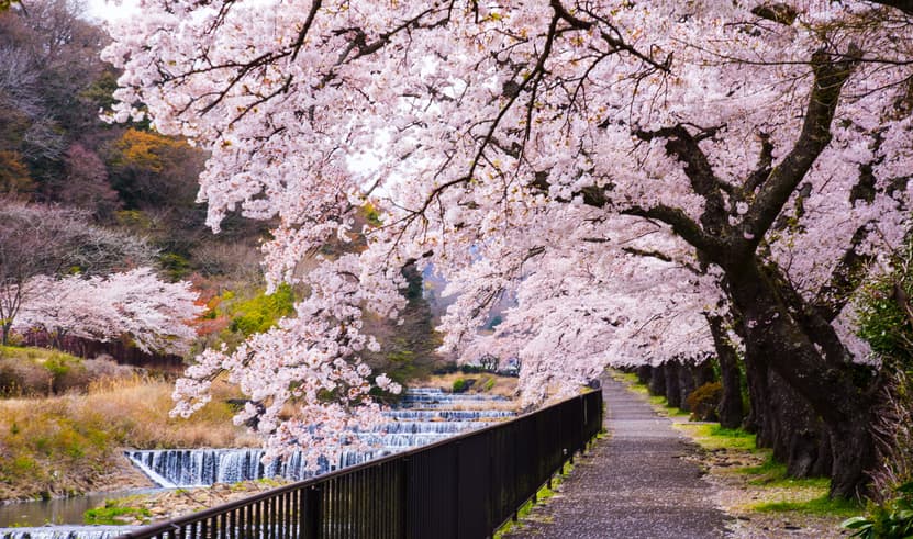 ทัวร์ญี่ปุ่น  โอซาก้า 5 วัน 3 คืน BT-KIX_S02_XJ สวนสาธารณะนารา วัดสึโบซากะเดระ ศาลเจ้าเฮอัน ถนนสายนักปราชญ์  บิน (DMK)