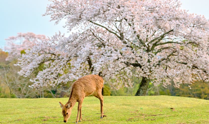 ทัวร์ญี่ปุ่น โอซาก้า 6 วัน 4 คืน VN013 สวนป่าไผ่ สะพานโทเก็ตสึเคียว วัดโทไดจิ สวนนารา บิน VN (BKK)