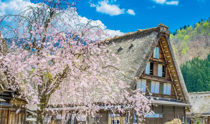 ทัวร์ญี่ปุ่น โอซาก้า 6 วัน 4 คืน PJPKIX05-VZ  ตลาดเช้าทาคายาม่า เมืองเก่าทาคายาม่า หมู่บ้านมรดกโลกชิราคาวาโกะ (ซากุระ) บิน VZ (BKK)