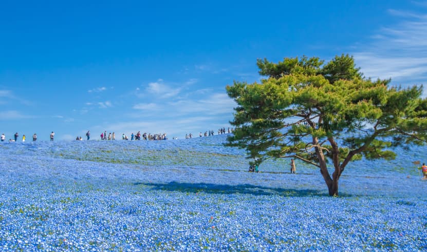 ทัวร์ญี่ปุ่น โตเกียว 6 วัน 4คืน XJ346 ศาลเจ้าโออาไรอิโซซากิ ตลาดปลานาคามินาโตะ สวนฮิตาชิ ซีไซด์ ศาลเจ้าฮิคาวะ บิน XJ (DMK) 