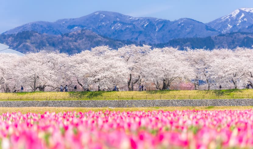 ทัวร์ญี่ปุ่น น่าโกย่า ทาคายาม่า 7 วัน 4 คืน ZGNGO-2604SQ สวนอาซาฮีฟุนะกาว่า พระใหญ่ทากาโอกะ วัดคิโยมิสึ ตลาดปลาคุโรมง บิน SQ (BKK)