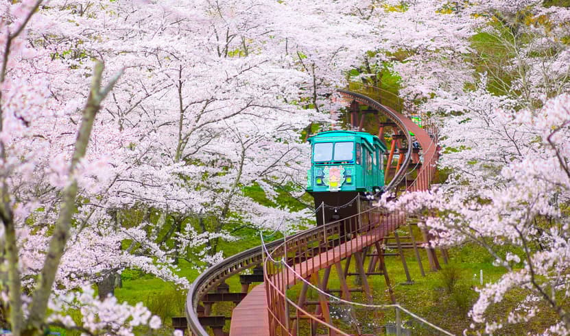 ทัวร์ญี่ปุ่น โทโฮคุ 7 วัน 4 คืน JPL-HND-03 วัดชูซอนจิ ล่องเรือหุบเขาเกบิเคอิ ซากุระนิชชูเซน สวนชิบะซากุระเมืองอิจิไค (ซากุระ) บิน JL (BKK)