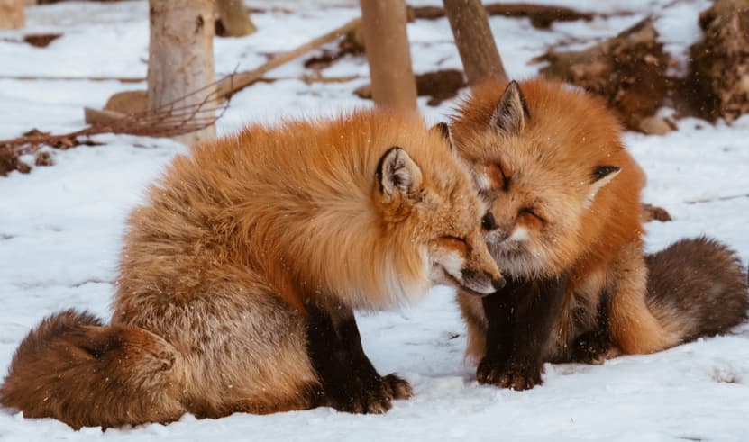 ทัวร์ญี่่ปุ่น เซนได 5 วัน 3 คืน GO2SDJ-XJ010 เทือกเขาซาโอะ รูปปั้นไดเมียวดาเตะ มาซามุเนะ ถนนอิจิบังโจ หมู่บ้านสุนัขจิ้งจอกซาโอะ บิน XJ (DMK)