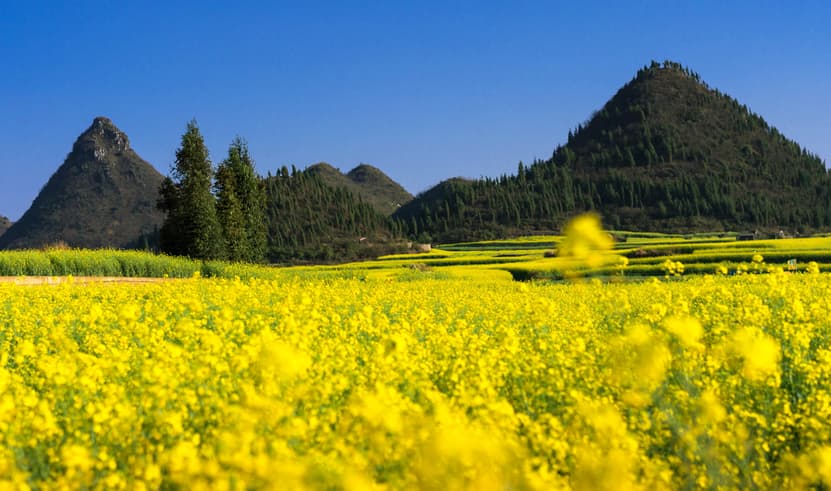 ทัวร์จีน คุนหมิง 4 วัน 3 คืน 2UKMG-KY002 หุบเขาซากุระหยีเหลียง สวนน้ำตกคุนหมิ ชมดอกมัสตาร์ทสีทอง สวนลาวหยูเหอ บิน KY (BKK)