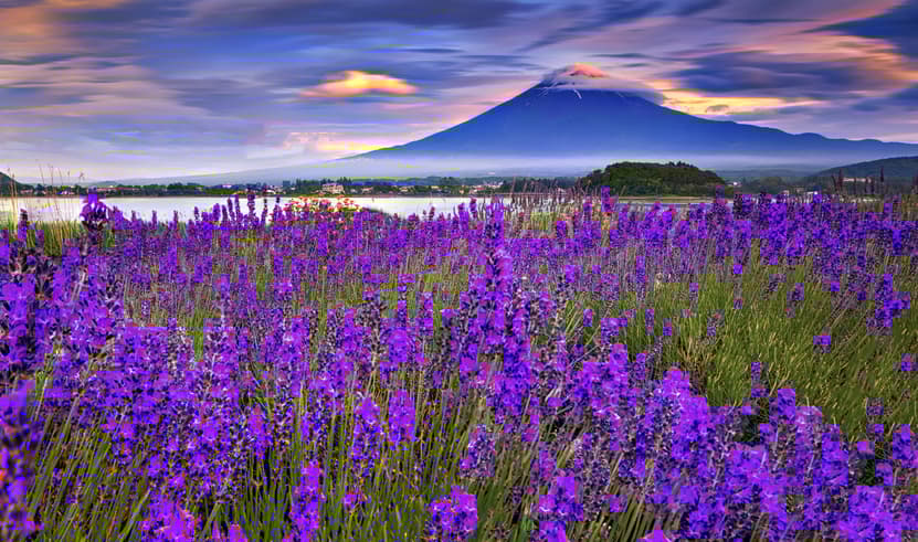 ทัวร์ญี่ปุ่น โตเกียว 5 วัน 3 คืน BT-NRT_S12_XJ วัดอาซากุสะ ถนนนากามิเสะ สวนโออิชิ ปาร์ค ชั้นที่ 5 ของภูเขาไฟฟูจิ  บิน XJ (DMK)