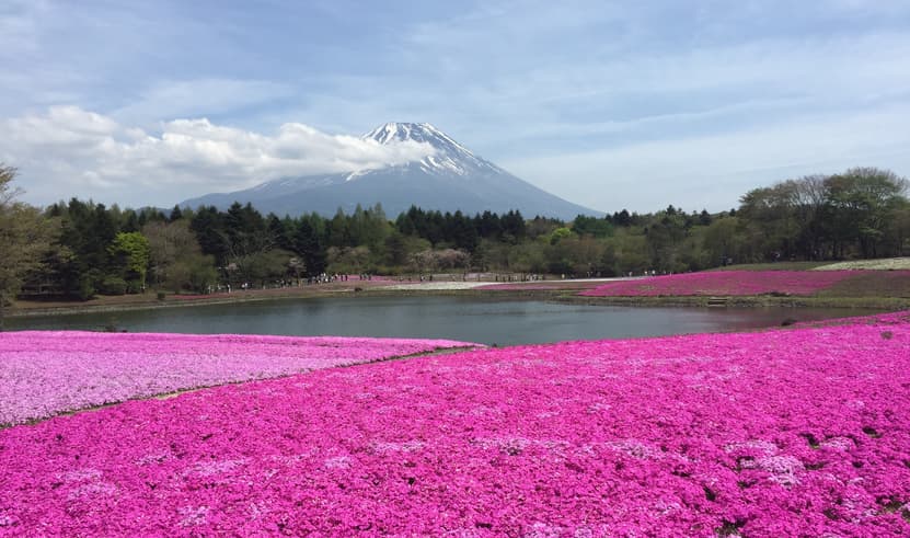 ทัวร์ญี่ปุ่น โตเกียว 5 วัน 3 คืน NRT66 พิพิธภัณฑ์แผ่นดินไหว FUJI SHIBAZAKURA PARK ย่านฮาราจูกุ HARRY POTTER SHOP HARAJUKU บิน XJ (DMK)