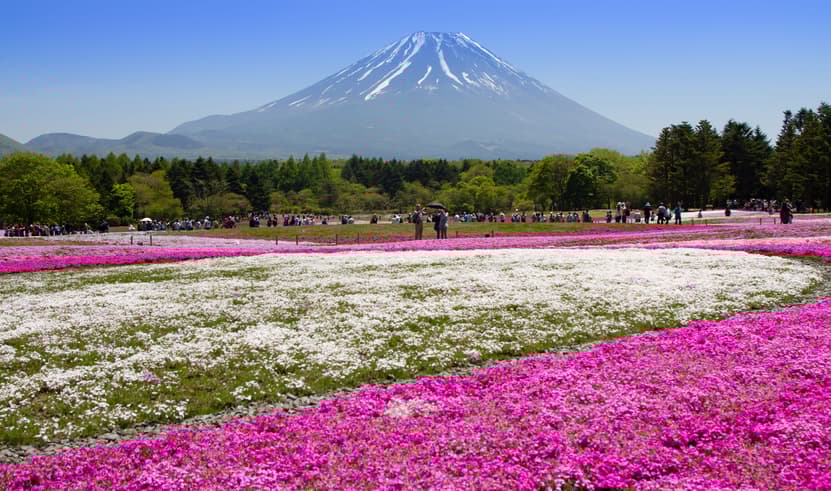 ทัวร์ญี่่ปุ่น ฮอกไกโด 5 วัน 3 คืน ZGCTS-2610VZ ทุ่งดอกพิงค์มอส หอนาฬิกาซัปโปโร สวนโอโดริ อาซาฮิกาว่า บิน VZ (BKK)